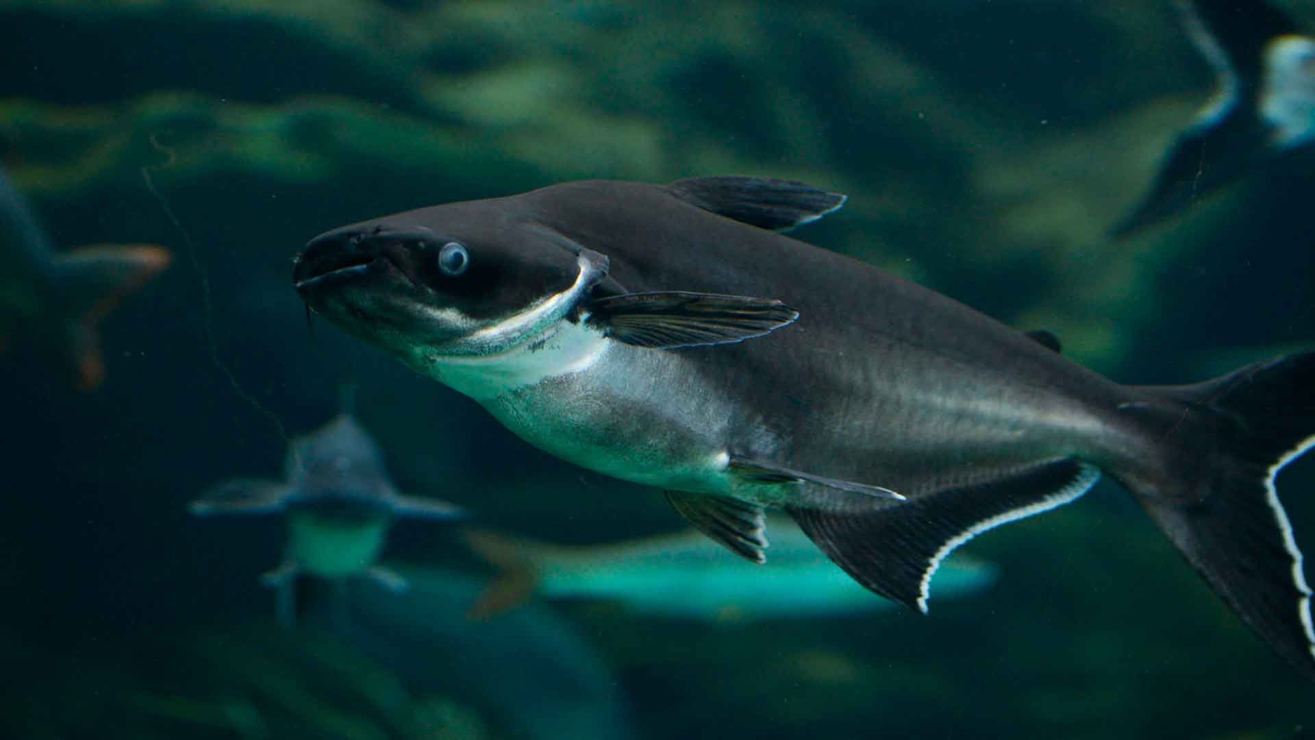Tiburón de Sutchi