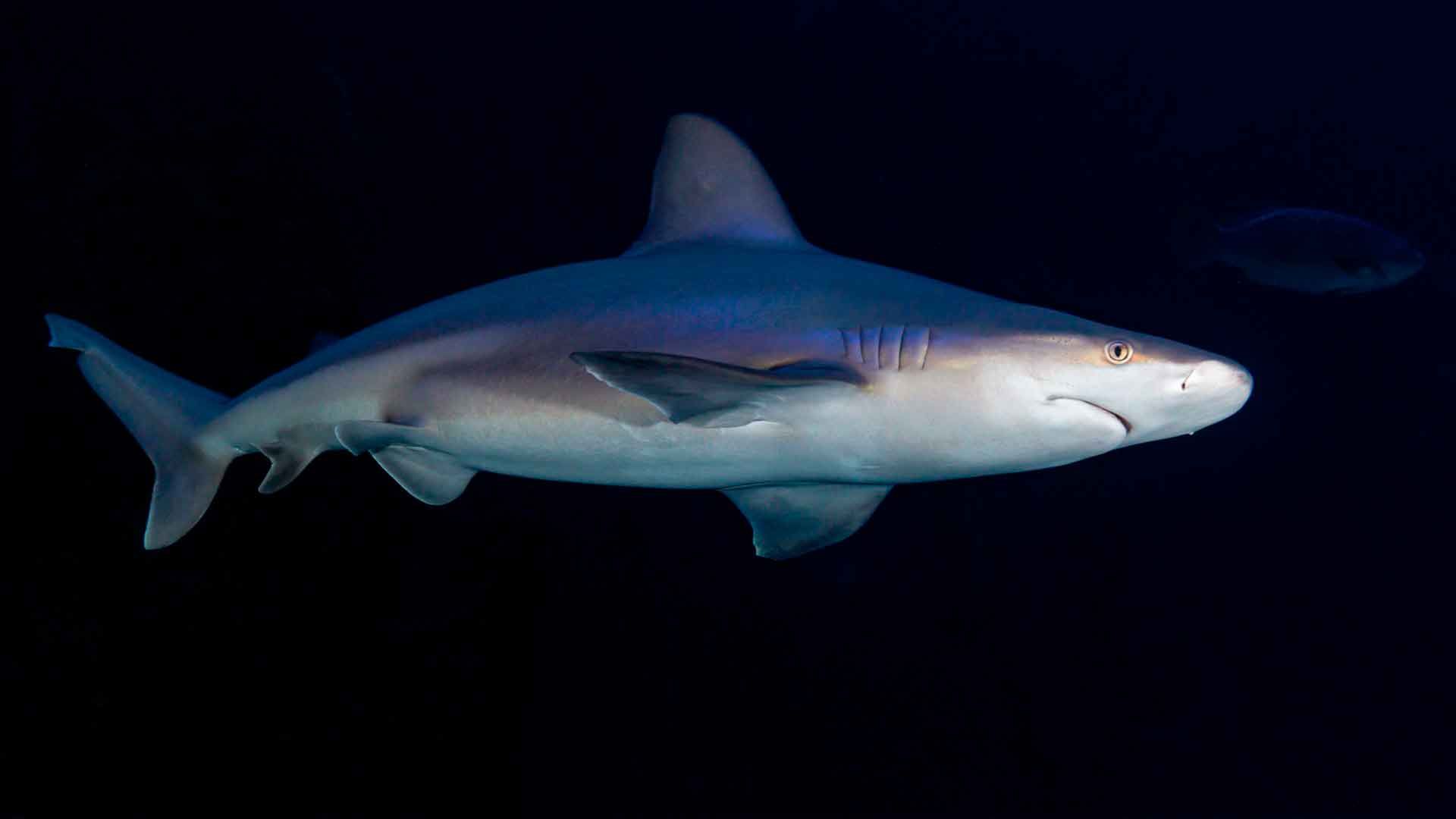 Tiburón Toro Leucas