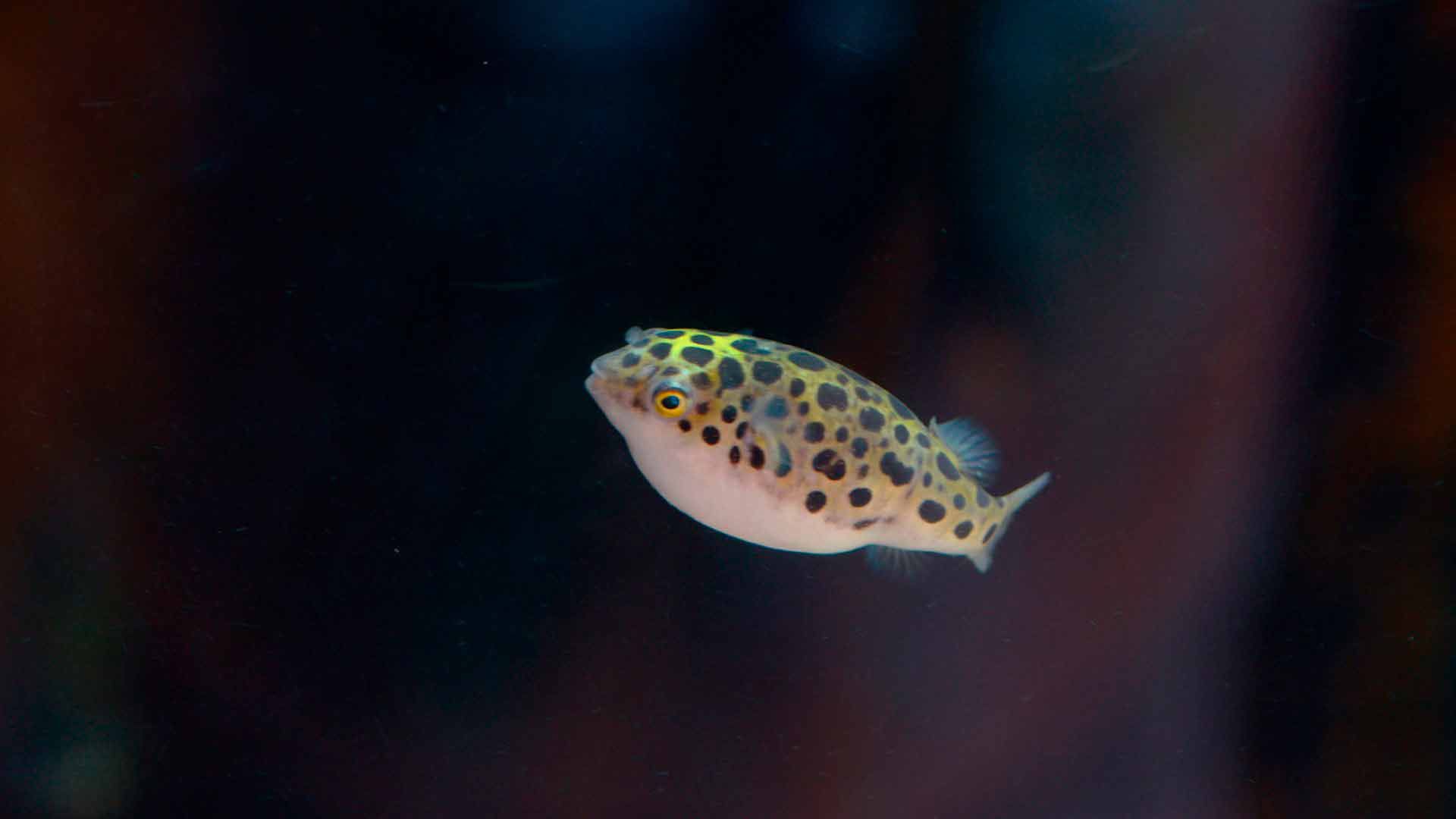Puffer Verde