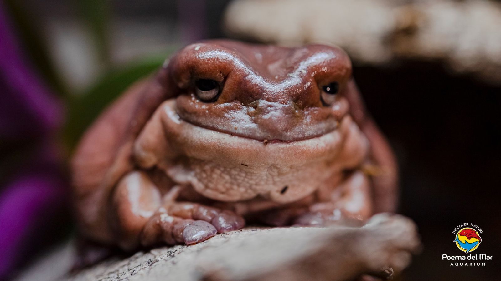 Australian tree frog also known as the Australian green tree frog