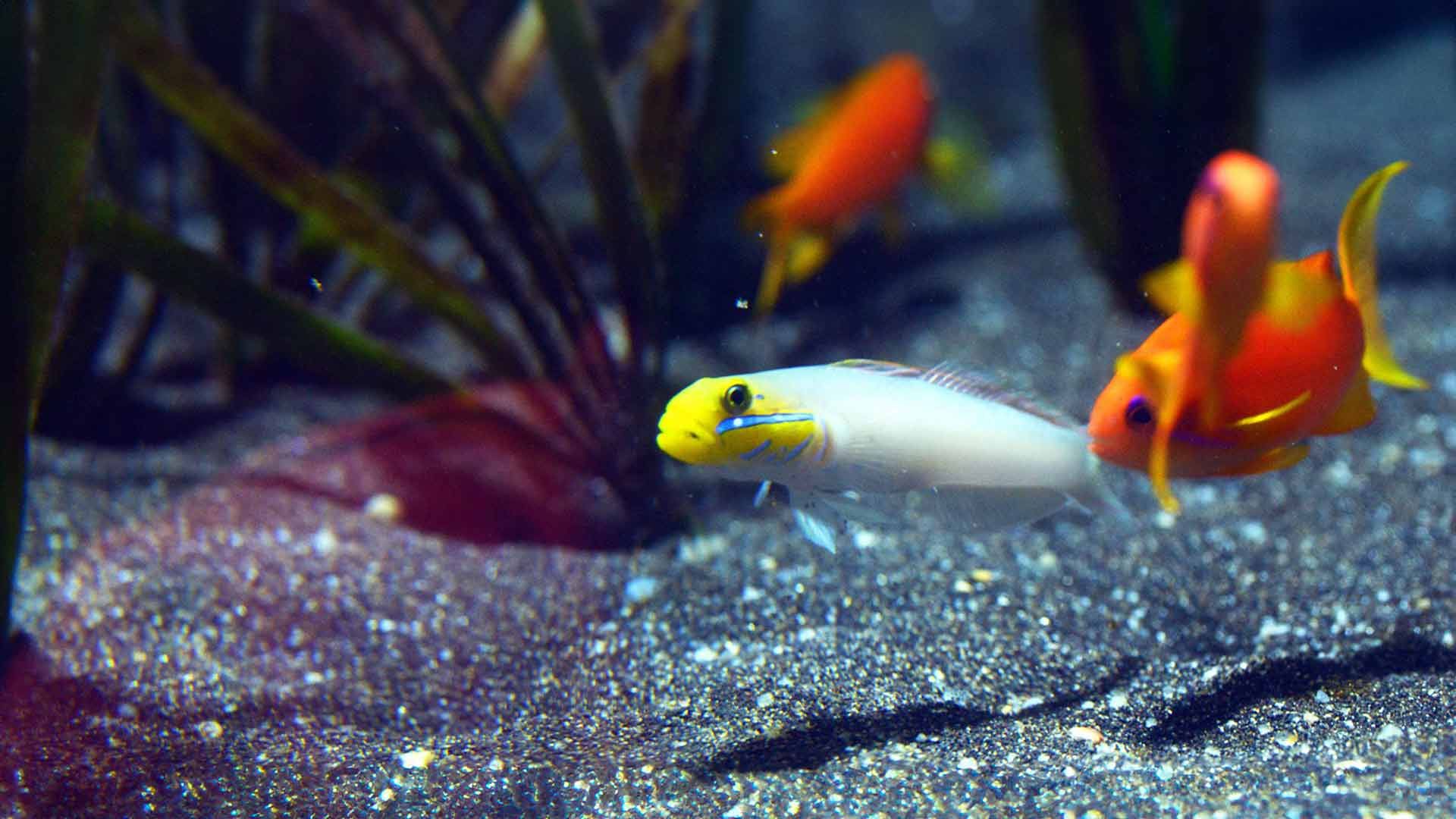 Gobio Cabeza Dorada Dormilón