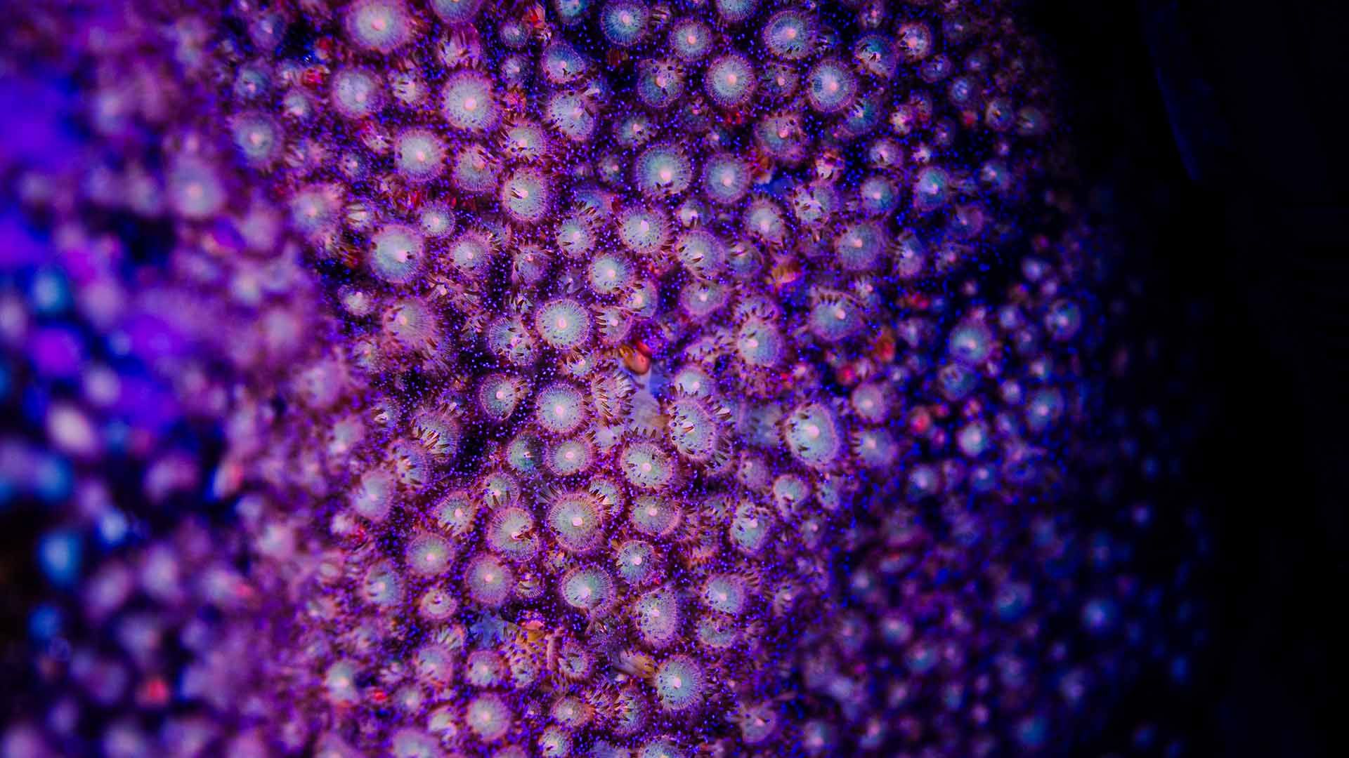 Singular sea fan Poema Del Mar Aquarium Gran Canaria