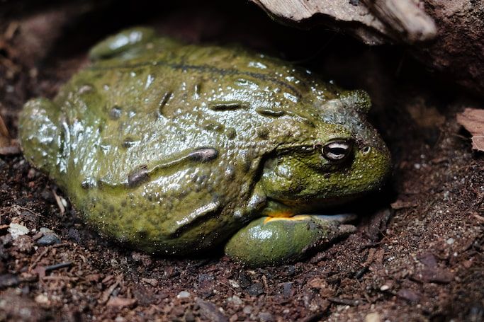 African Bullfrog
