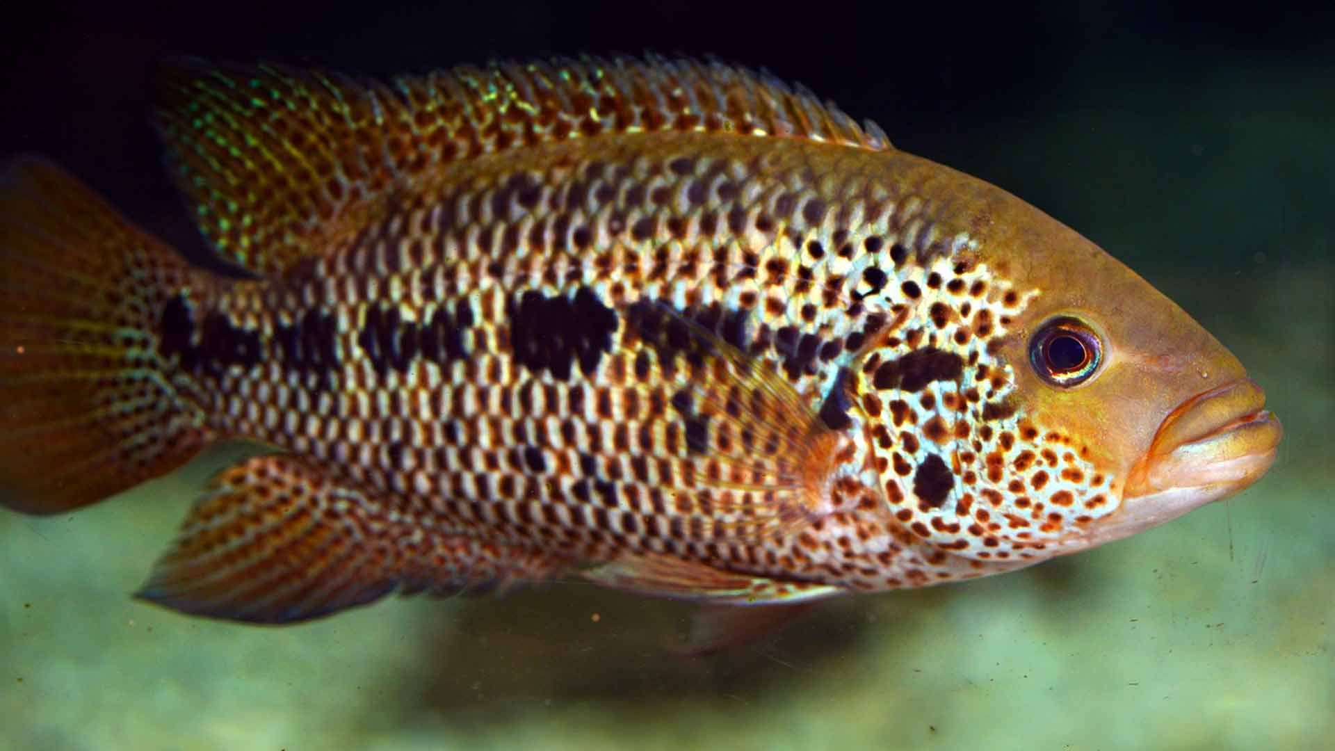 Ciclido de Ocho Bandas