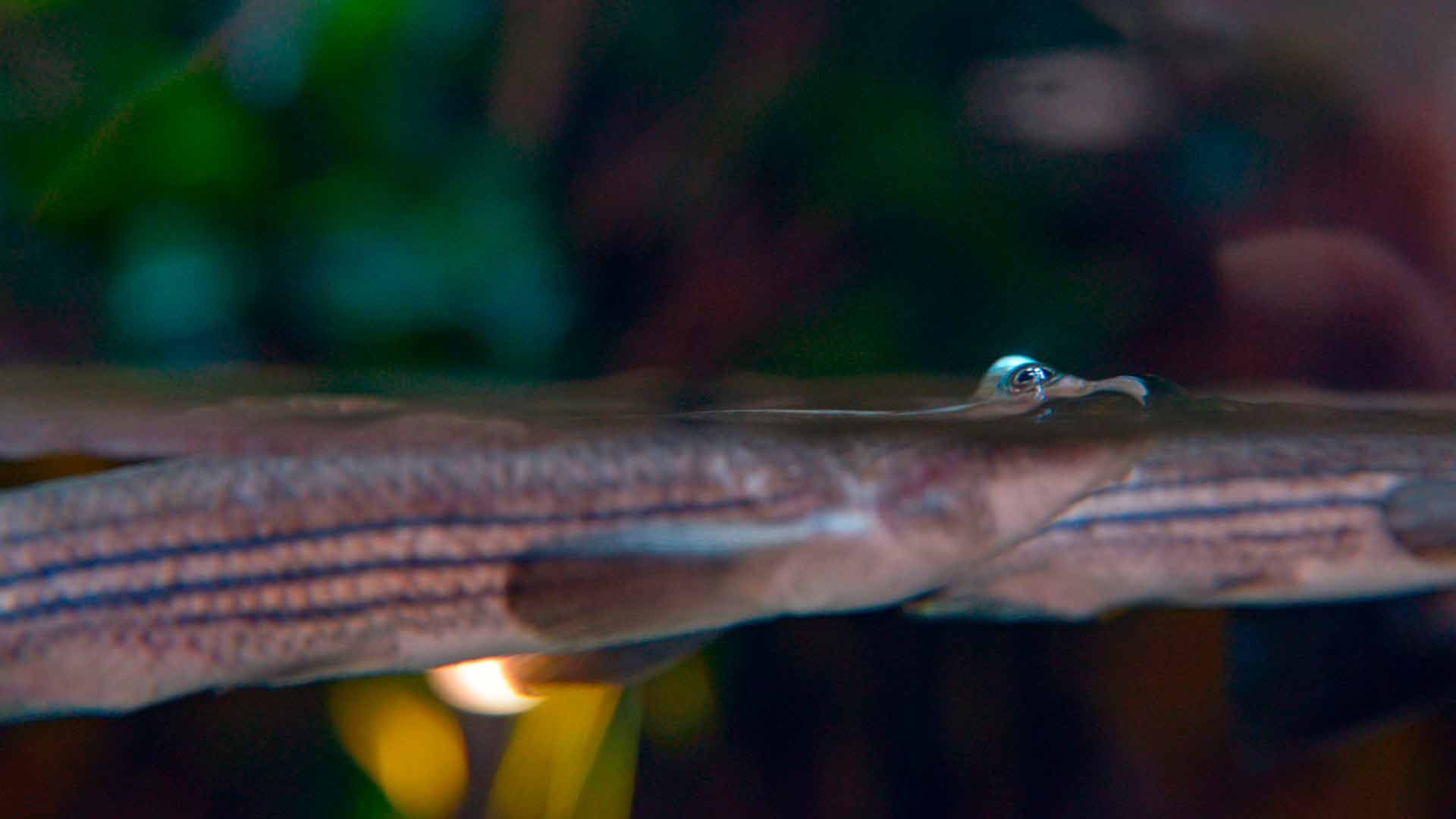 Pez Cuatro Ojos
