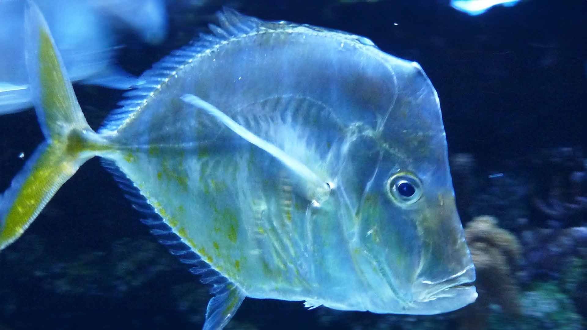 Jorobado de Penacho