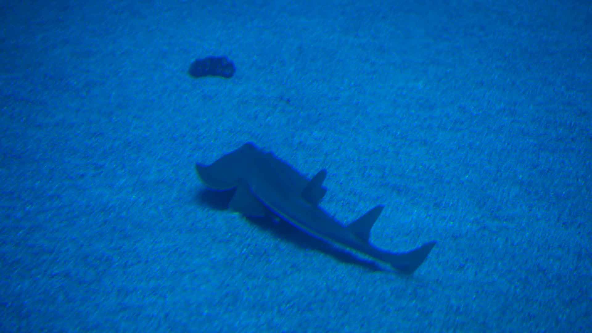 Tiburón Guitarra