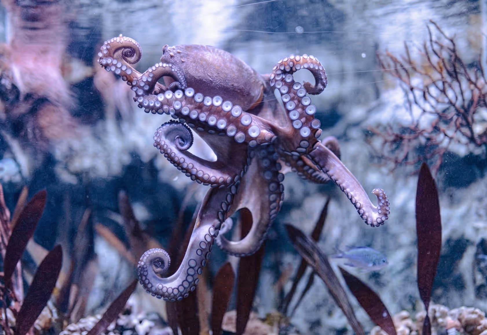 Common octopus