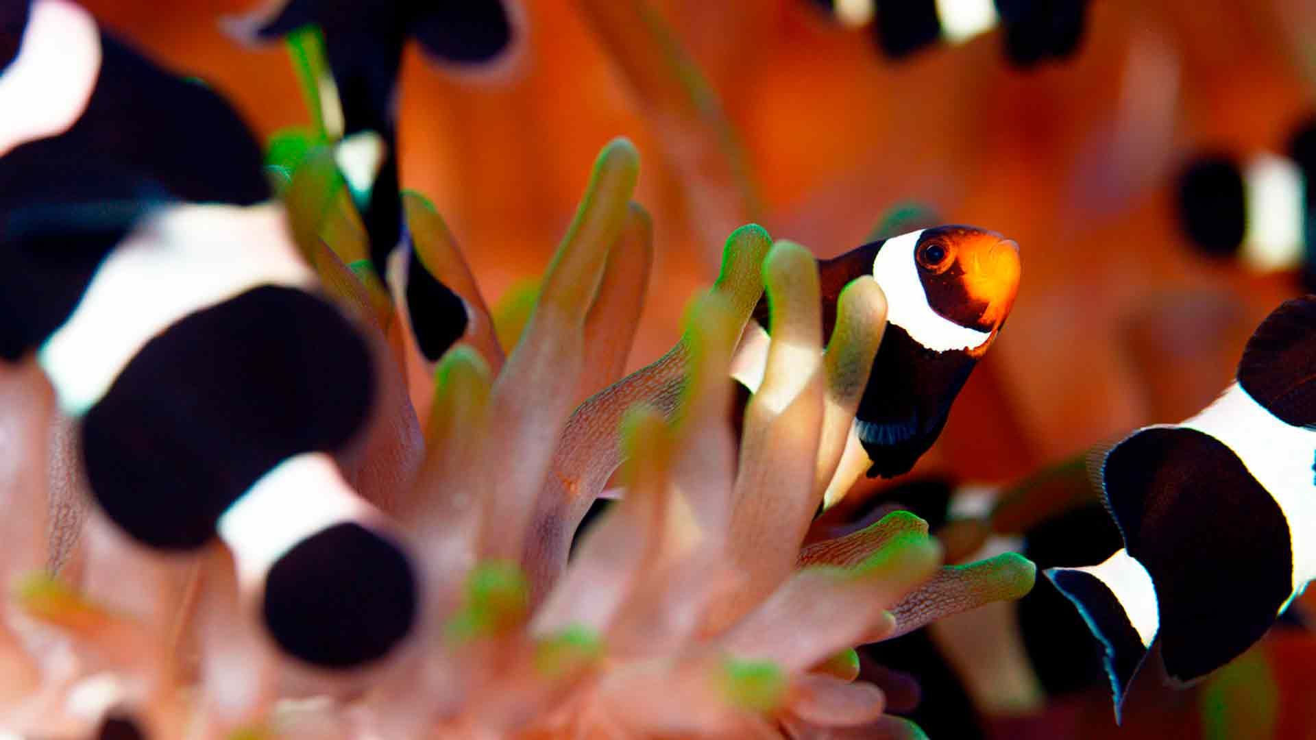 Brown Clownfish