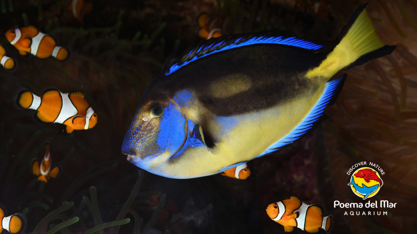 Regal Blue Tang Dory