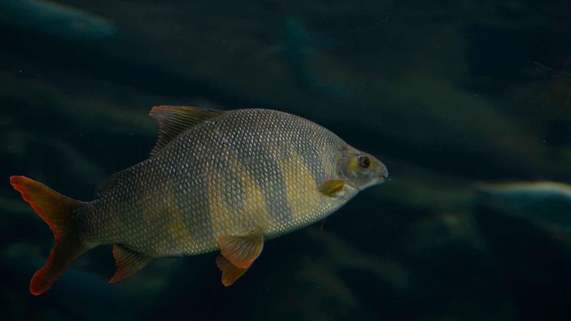 Tiburón Chino