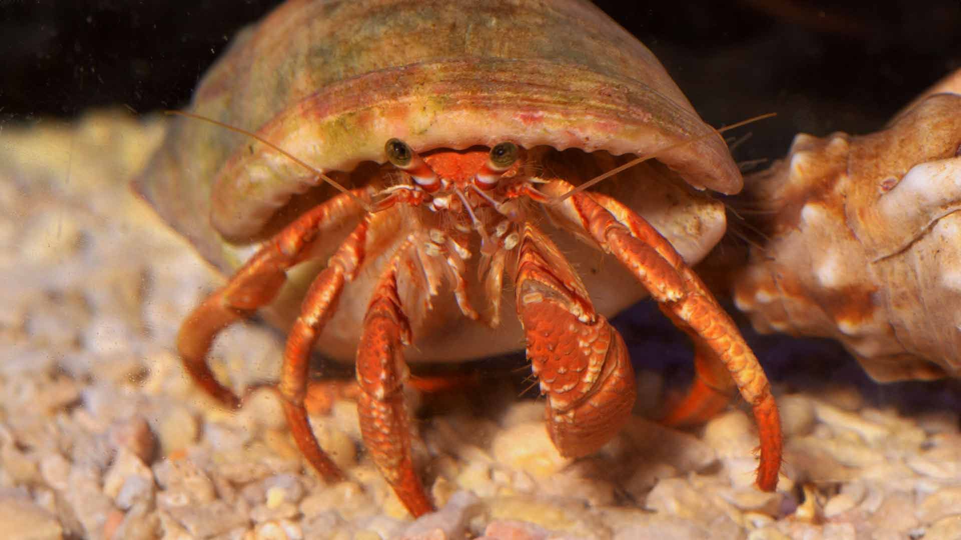 Cangrejo Ermitaño