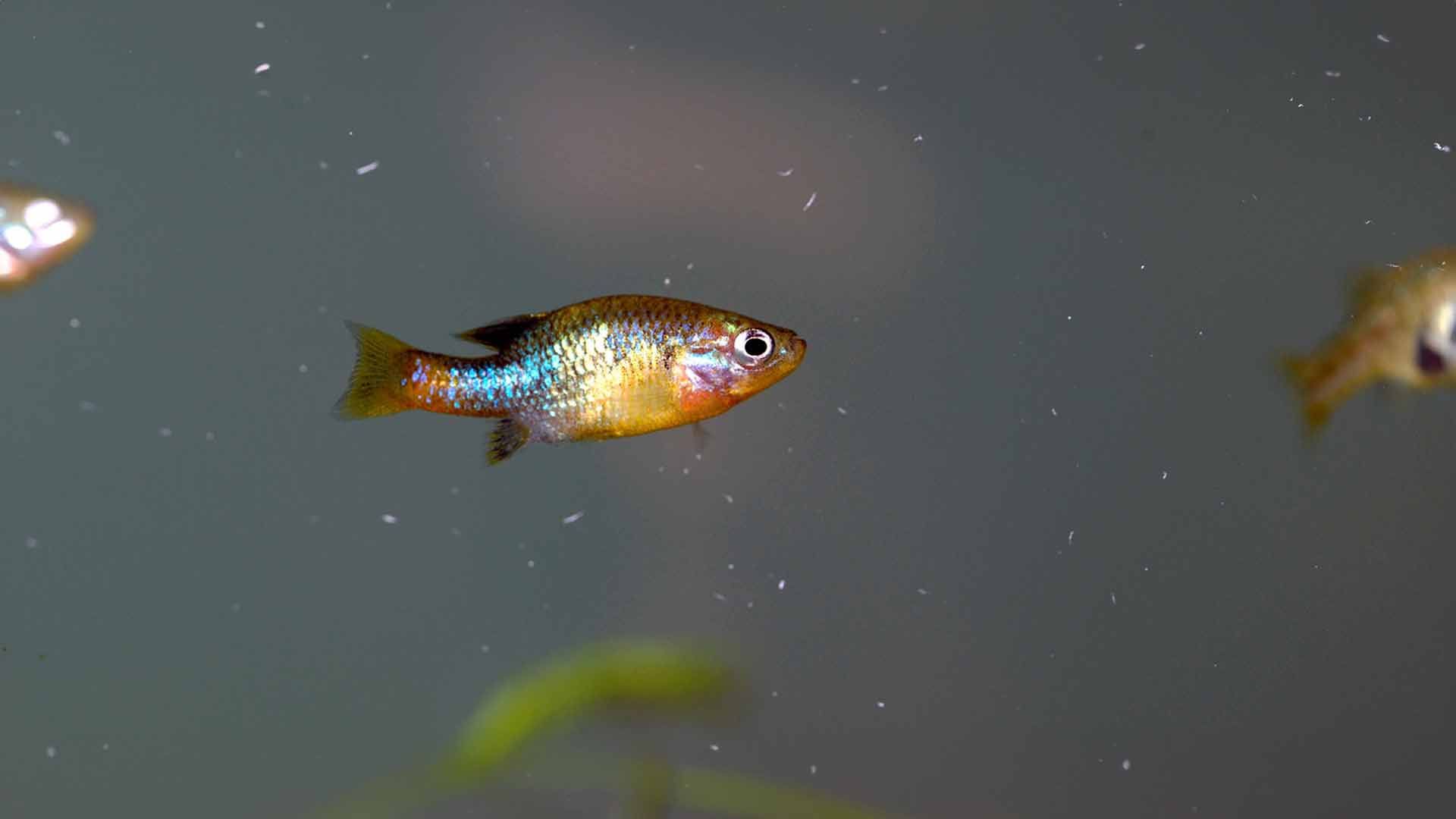 Carpín Mexicano de Cola Roja