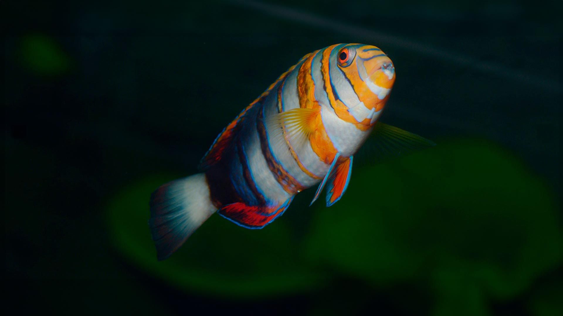 Lábrido Arlequin