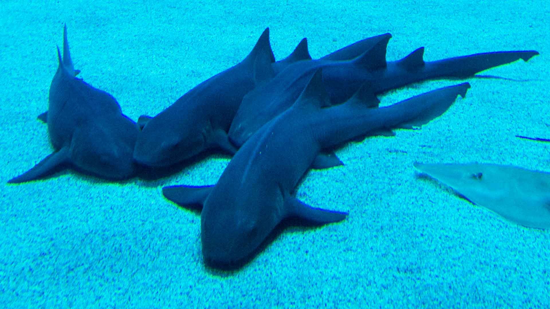 Tiburón Nodriza