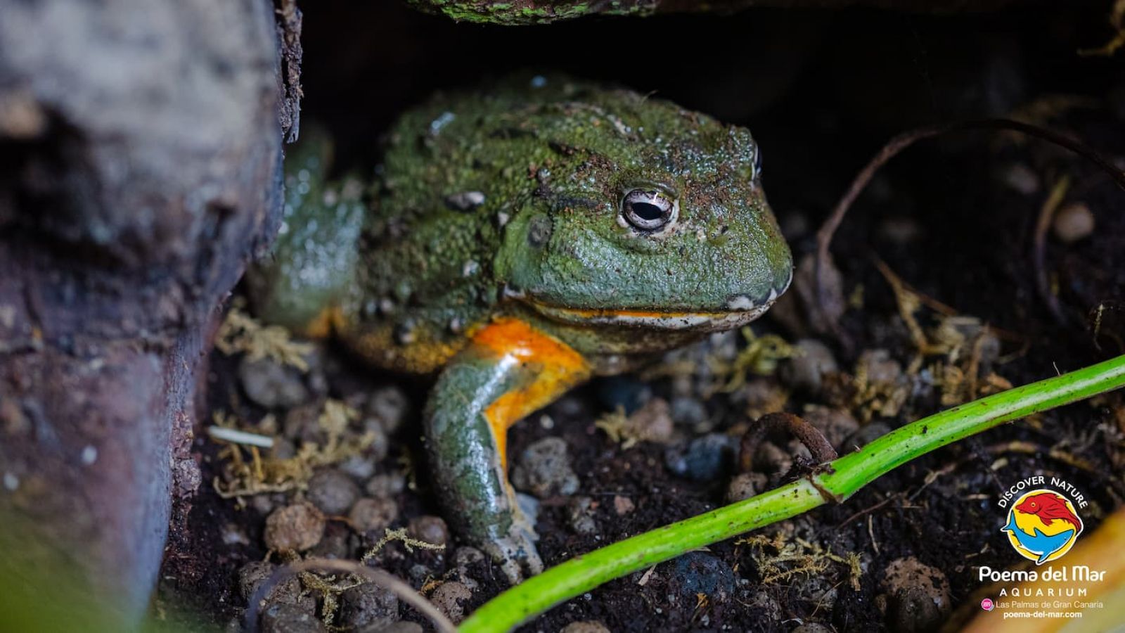 African Bullfrog (Pyxicephalus adspersus)