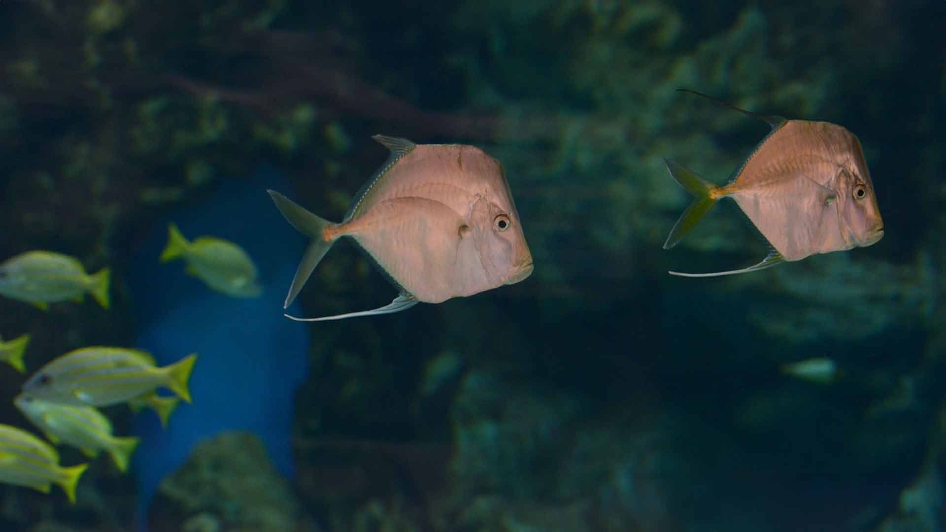 Jorobado de Penacho