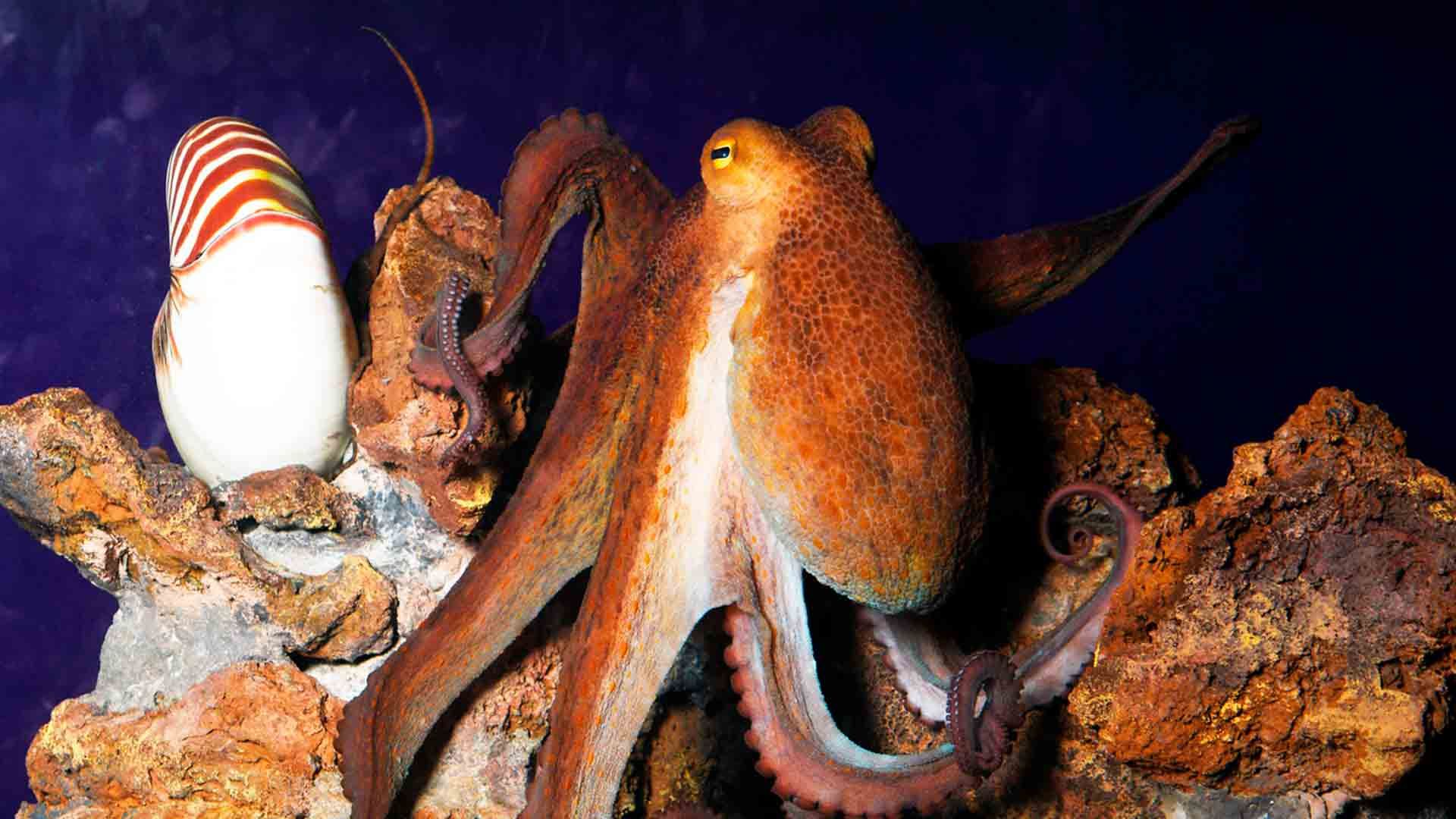 Pulpo Común