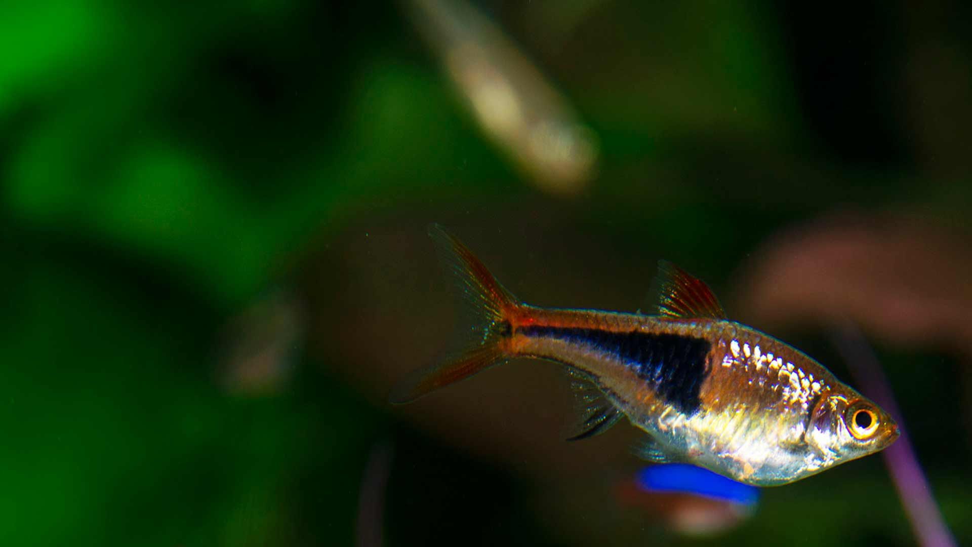 Pez Arlequin